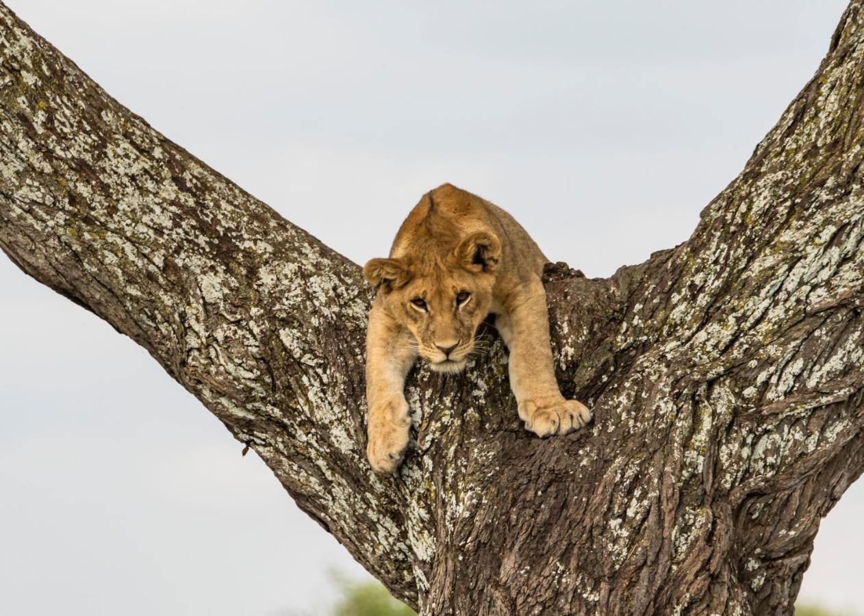 Ngorongoro Lodge Member Of Melia Collection - The Leading Hotels Of The World Zewnętrze zdjęcie