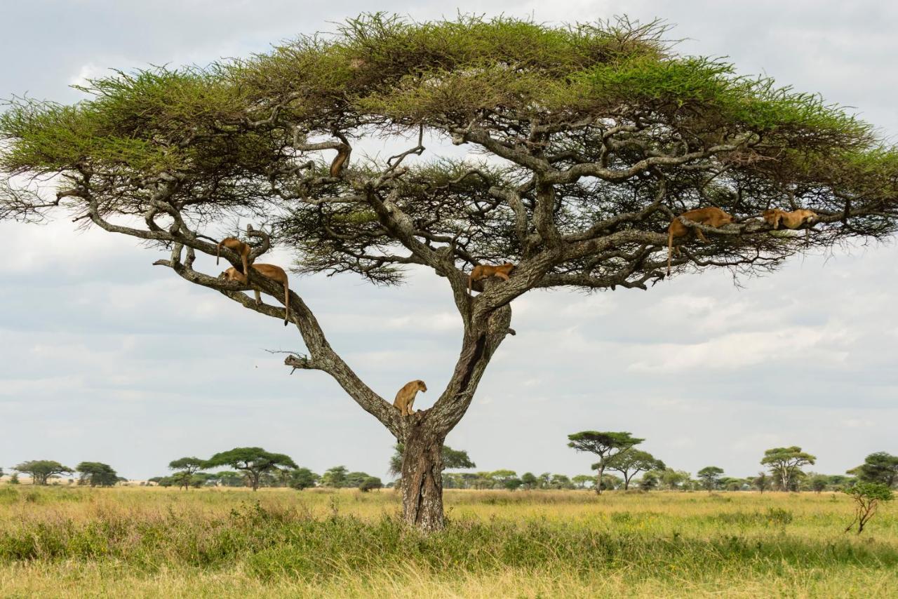 Ngorongoro Lodge Member Of Melia Collection - The Leading Hotels Of The World Zewnętrze zdjęcie