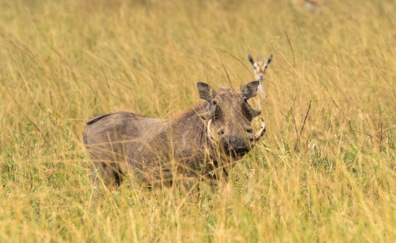 Ngorongoro Lodge Member Of Melia Collection - The Leading Hotels Of The World Zewnętrze zdjęcie