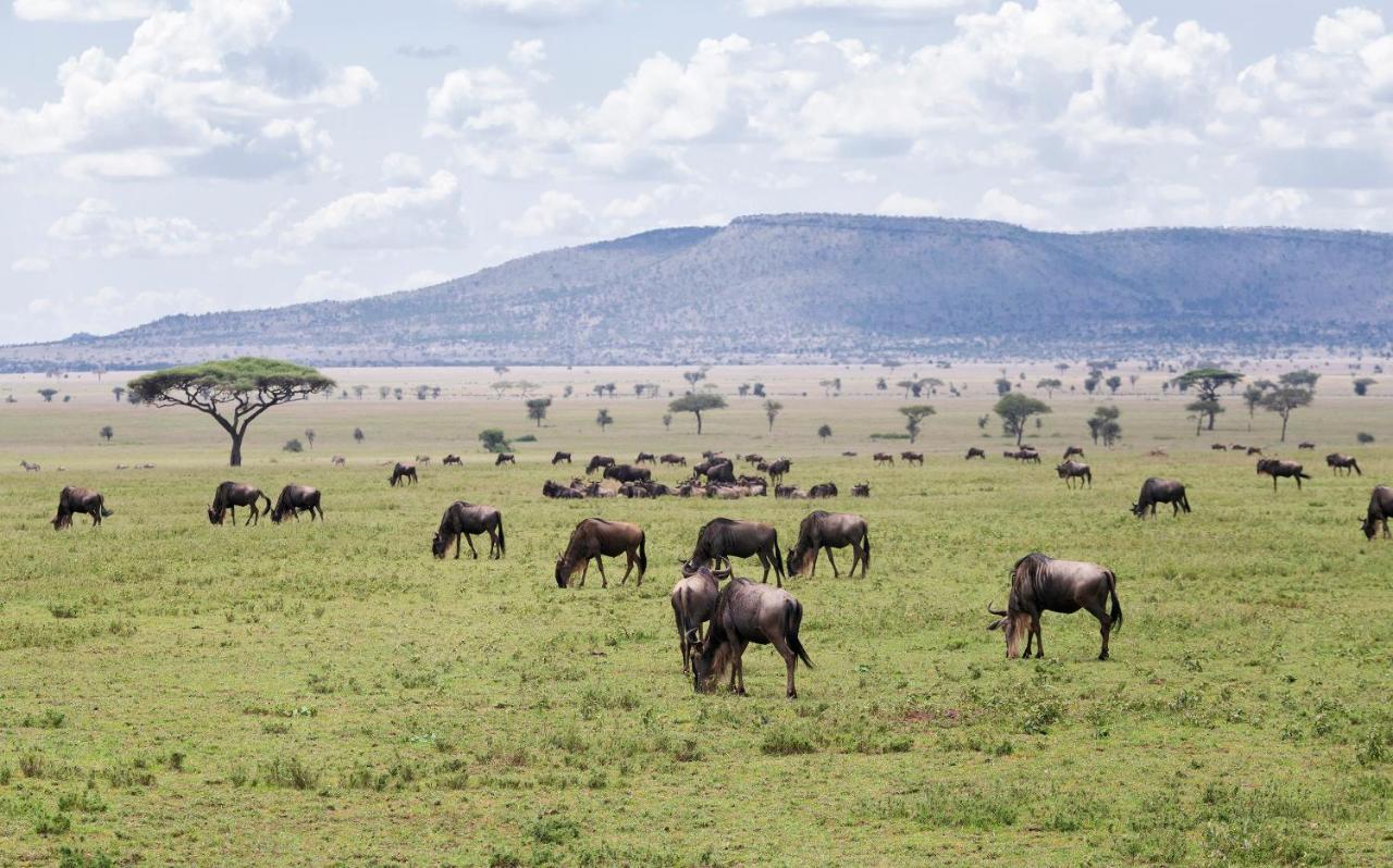 Ngorongoro Lodge Member Of Melia Collection - The Leading Hotels Of The World Zewnętrze zdjęcie