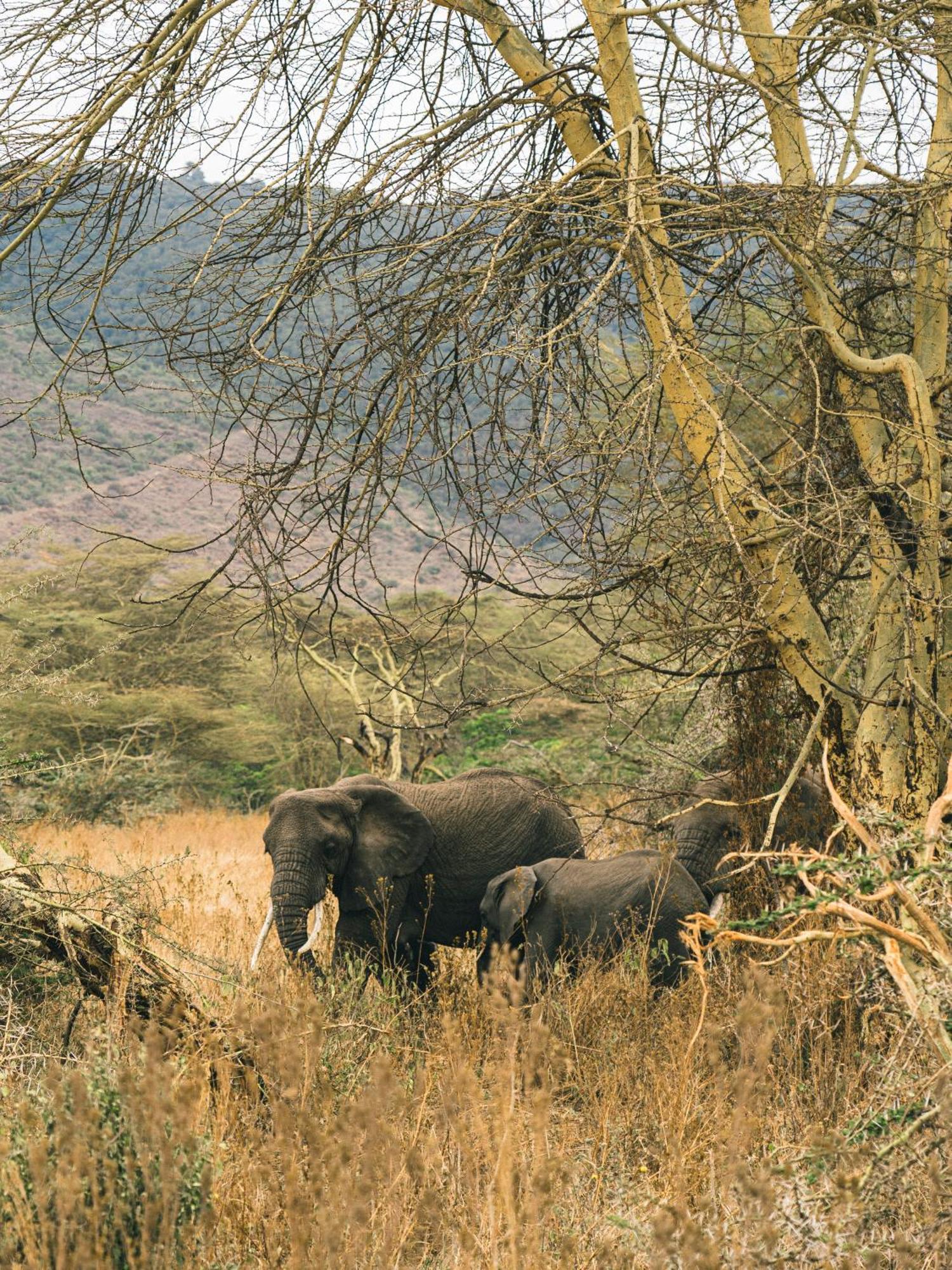 Ngorongoro Lodge Member Of Melia Collection - The Leading Hotels Of The World Zewnętrze zdjęcie