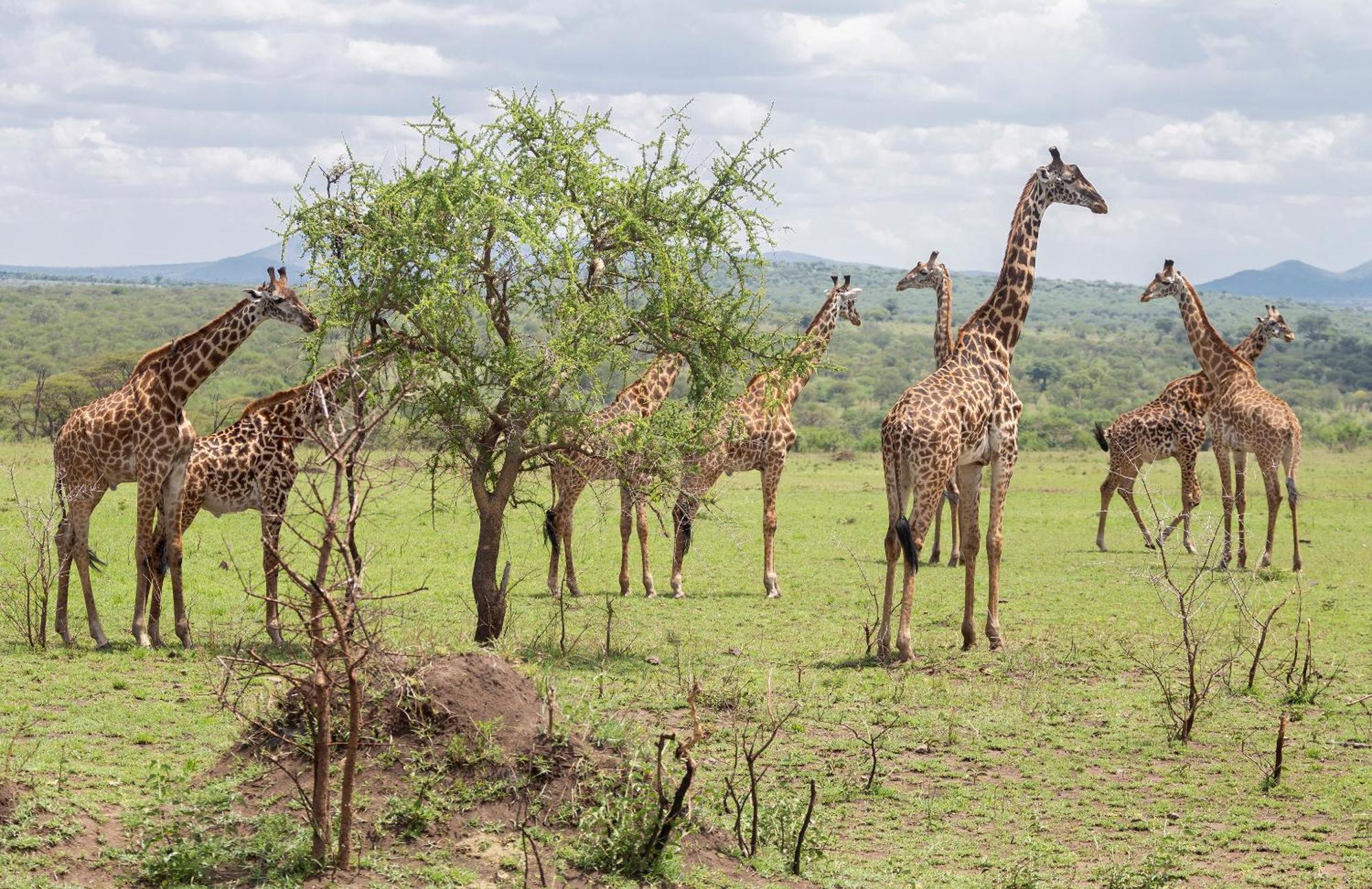 Ngorongoro Lodge Member Of Melia Collection - The Leading Hotels Of The World Zewnętrze zdjęcie
